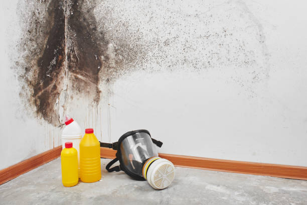 Best Certified Mold Removal  in Yorktown, IN