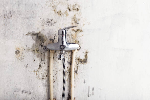Best Residential Mold Removal  in Yorktown, IN