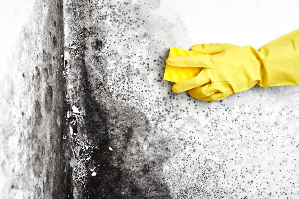 Best Mold Testing  in Yorktown, IN