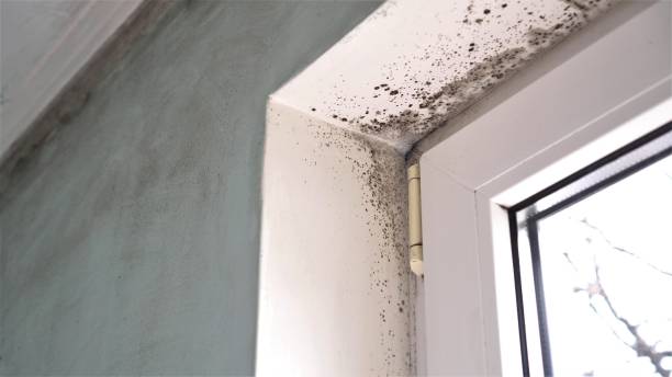 Best Home Mold Removal  in Yorktown, IN