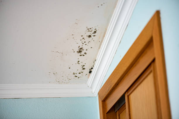 Best Home Mold Removal  in Yorktown, IN
