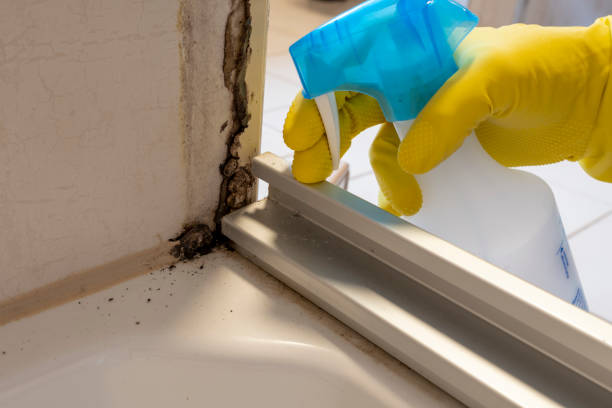 Best Affordable Mold Removal  in Yorktown, IN