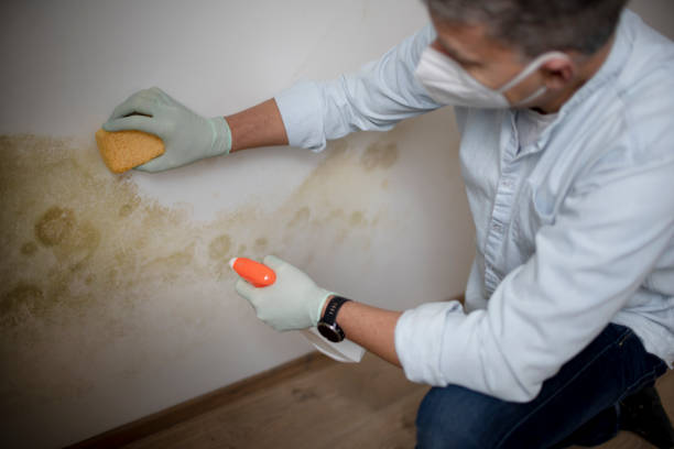 Best Office Mold Removal Services  in Yorktown, IN