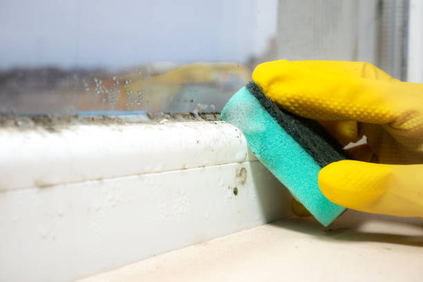 Certified Mold Removal in Yorktown, IN