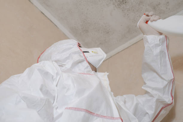 Best Black Mold Removal  in Yorktown, IN