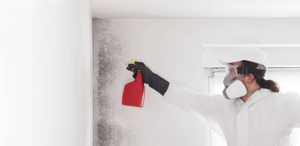 Best Certified Mold Removal  in Yorktown, IN