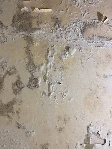 Best Emergency Mold Removal  in Yorktown, IN