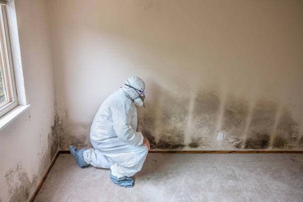 Best Crawl Space Mold Removal  in Yorktown, IN