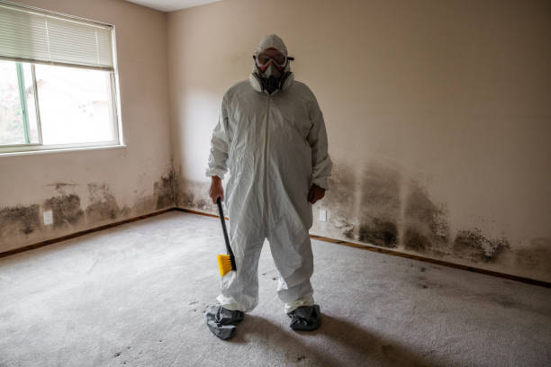 Best Attic Mold Removal  in Yorktown, IN