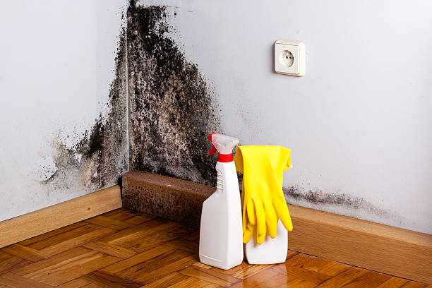 Best Professional Mold Removal  in Yorktown, IN
