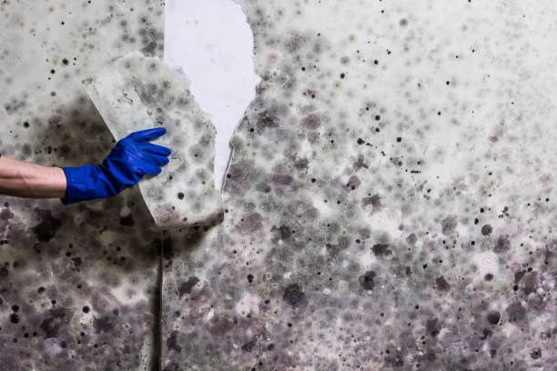 Best Mold Testing  in Yorktown, IN