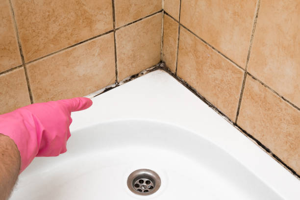 Best Best Mold Removal Companies  in Yorktown, IN