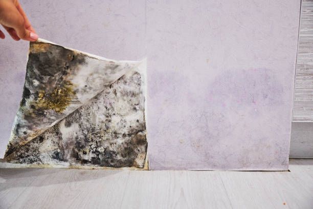 Best Certified Mold Removal  in Yorktown, IN